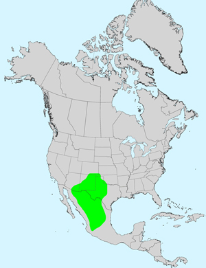 North America species range map for Berlandiera lyrata: Click image for full size map